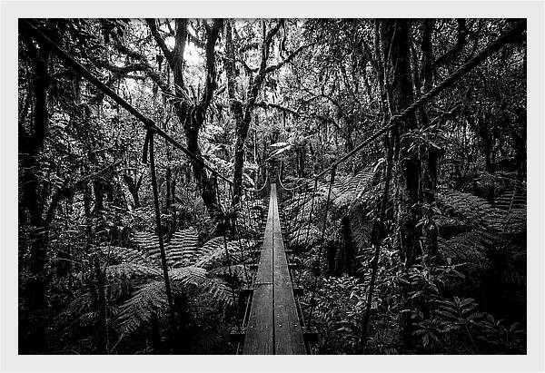 Jungle Canopy Walkway