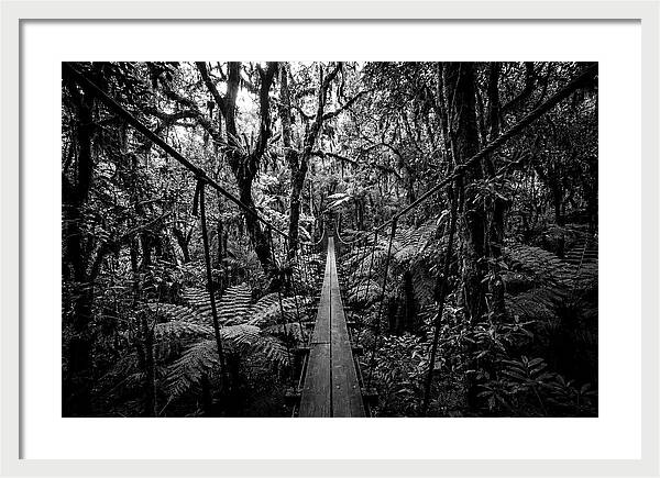 Jungle Canopy Walkway