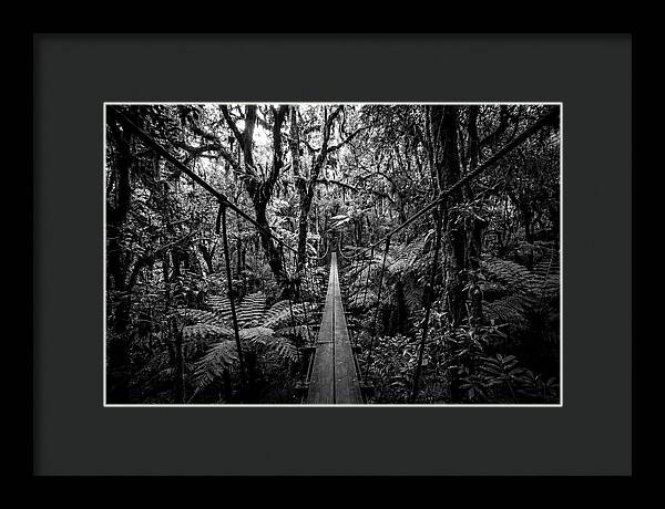 Jungle Canopy Walkway