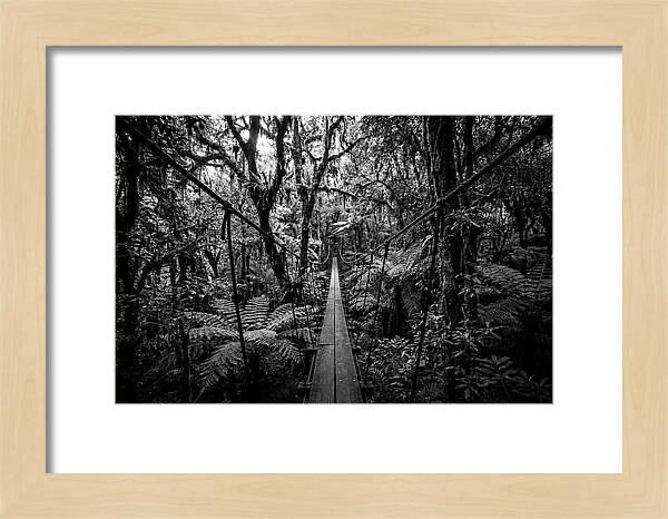 Jungle Canopy Walkway
