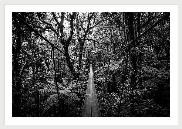 Jungle Canopy Walkway