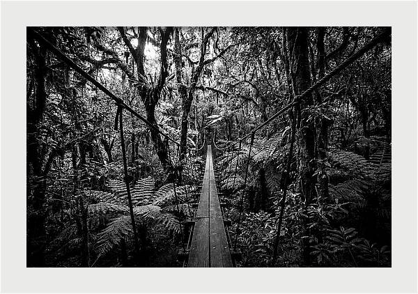 Jungle Canopy Walkway