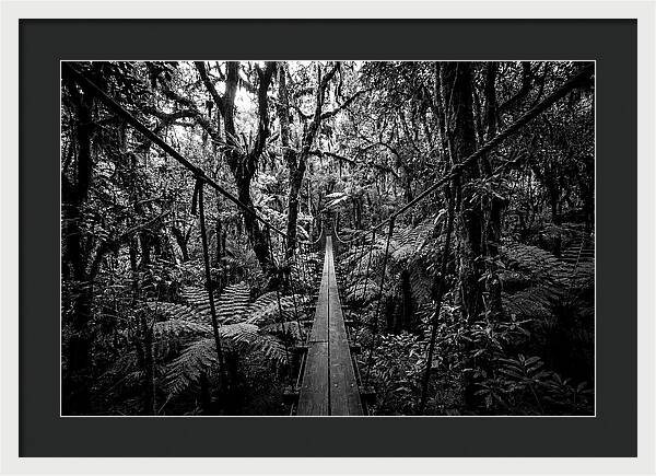 Jungle Canopy Walkway