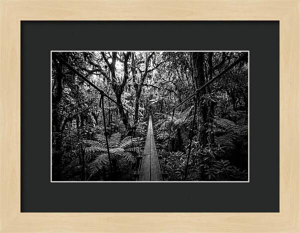 Jungle Canopy Walkway