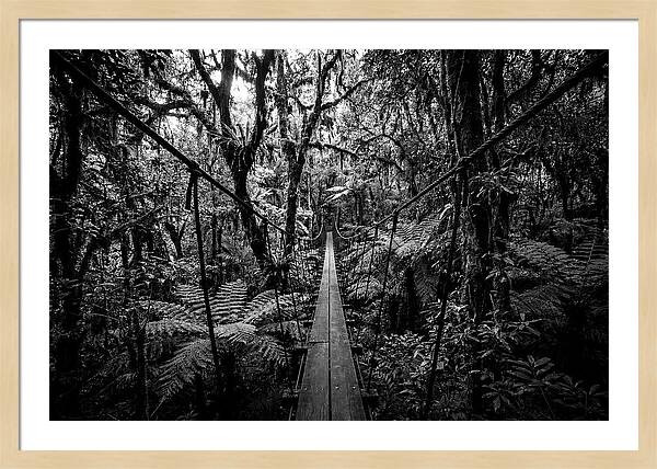 Jungle Canopy Walkway