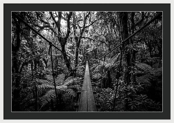 Jungle Canopy Walkway