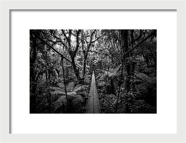 Jungle Canopy Walkway