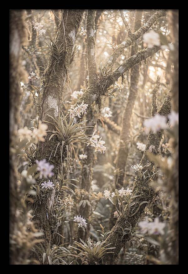 Jungle Orchid Garden Serenity