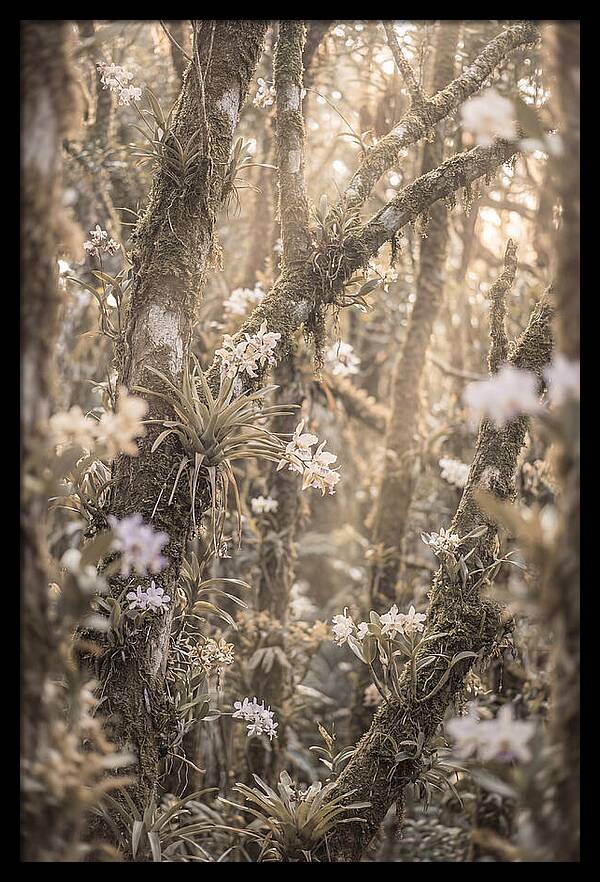 Jungle Orchid Garden Serenity
