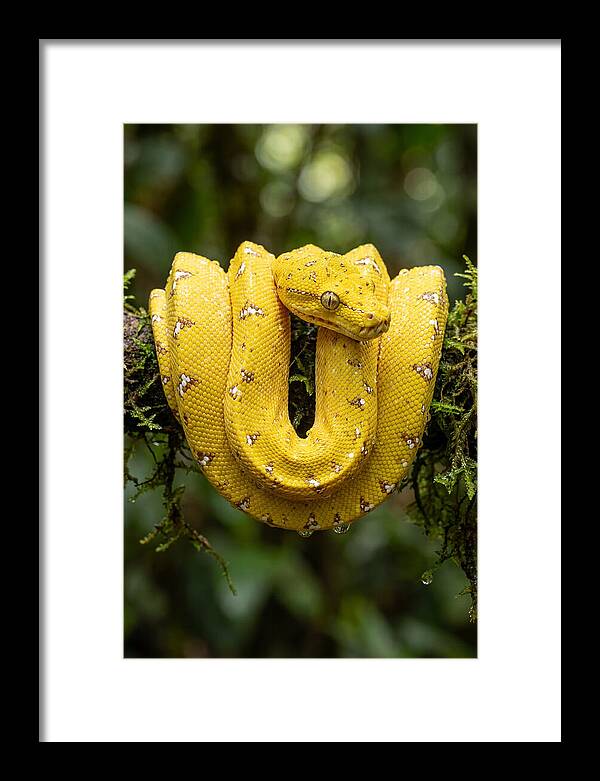 Juvenile Green Tree Python