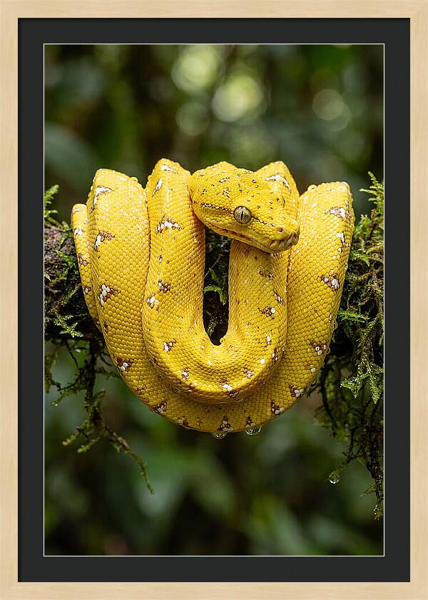 Juvenile Green Tree Python