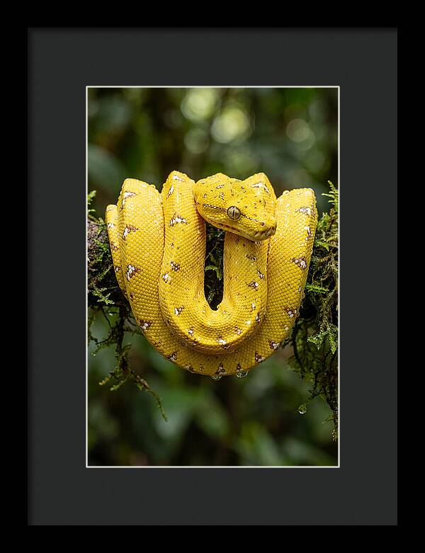 Juvenile Green Tree Python