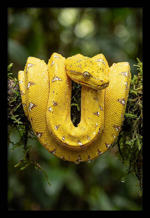 Juvenile Green Tree Python