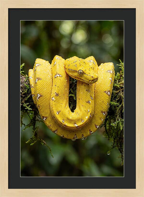 Juvenile Green Tree Python