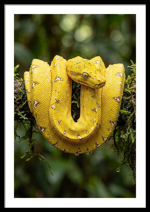Juvenile Green Tree Python