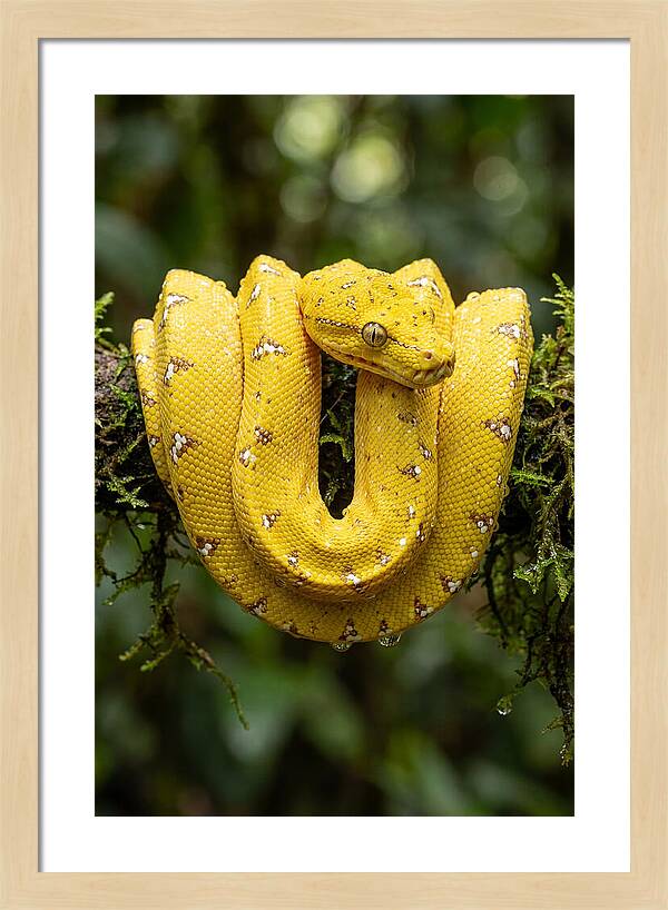 Juvenile Green Tree Python