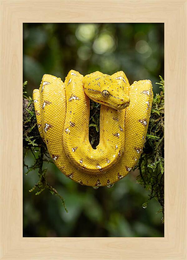 Juvenile Green Tree Python