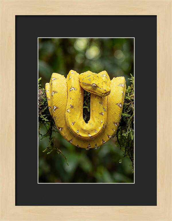 Juvenile Green Tree Python