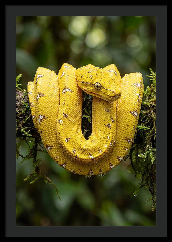 Juvenile Green Tree Python