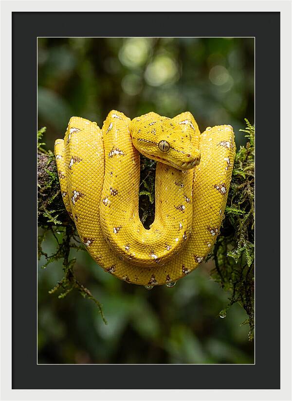 Juvenile Green Tree Python