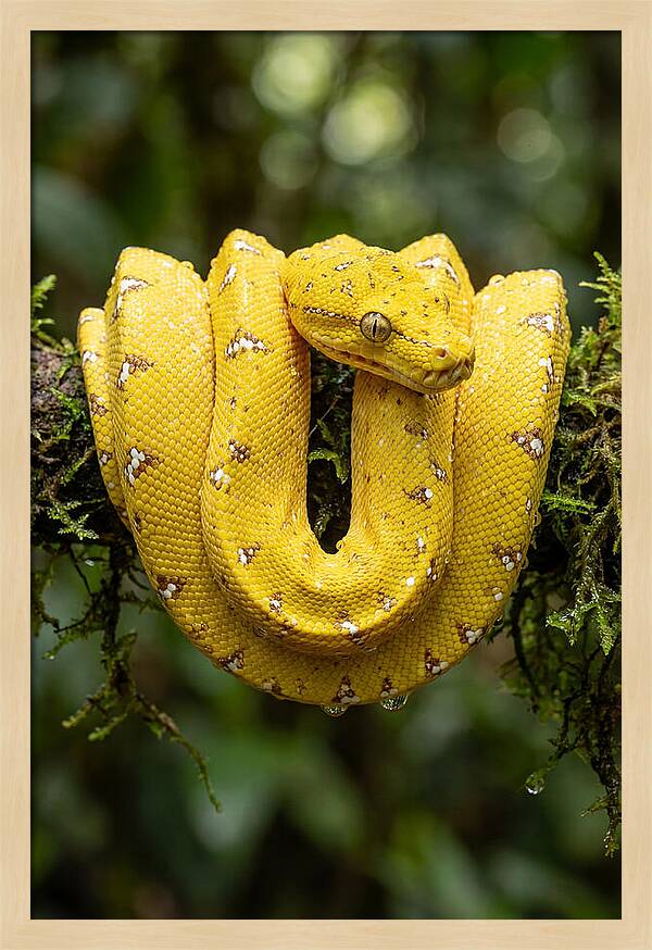 Juvenile Green Tree Python