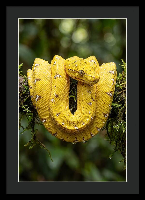 Juvenile Green Tree Python
