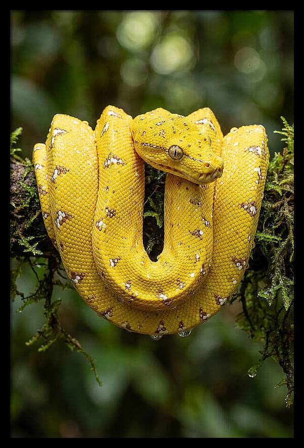Juvenile Green Tree Python