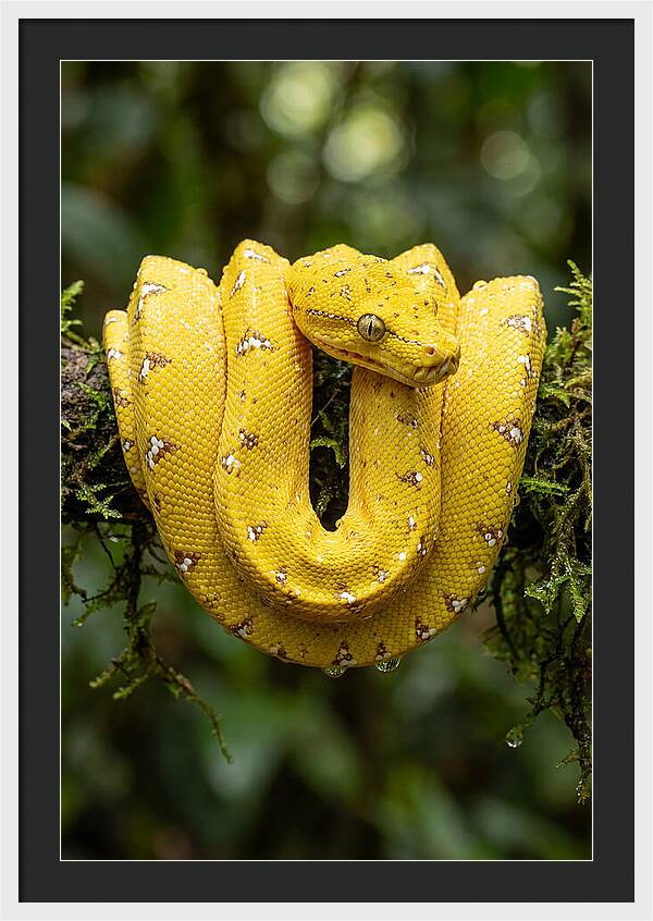 Juvenile Green Tree Python