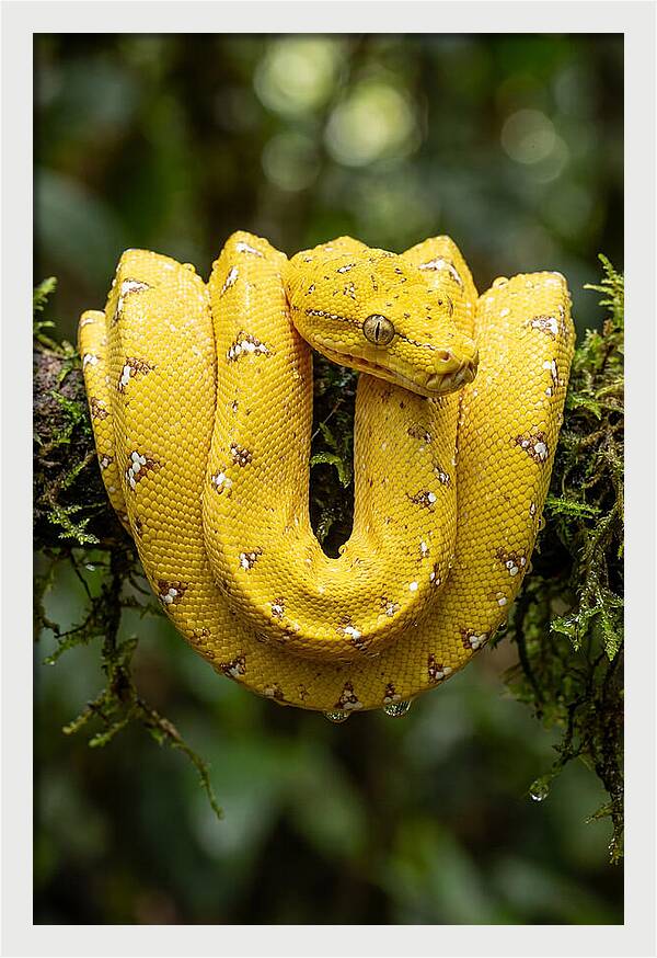 Juvenile Green Tree Python