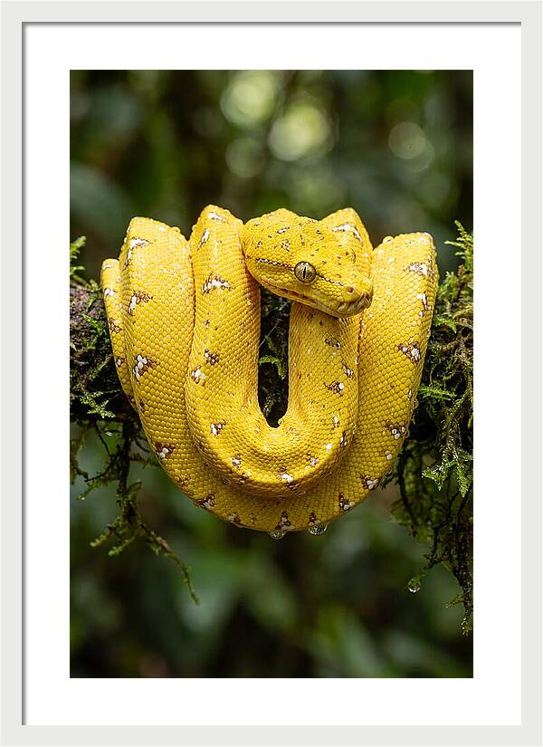 Juvenile Green Tree Python
