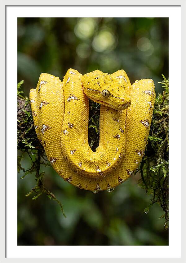 Juvenile Green Tree Python