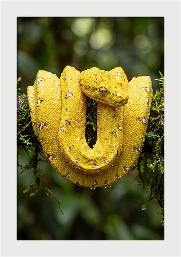 Juvenile Green Tree Python