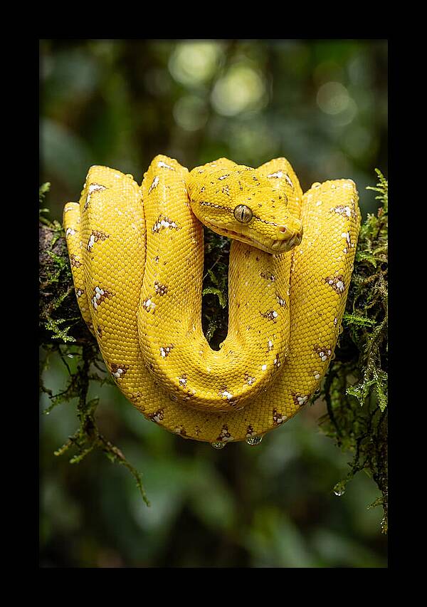 Juvenile Green Tree Python