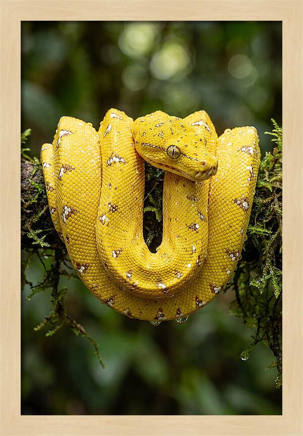 Juvenile Green Tree Python