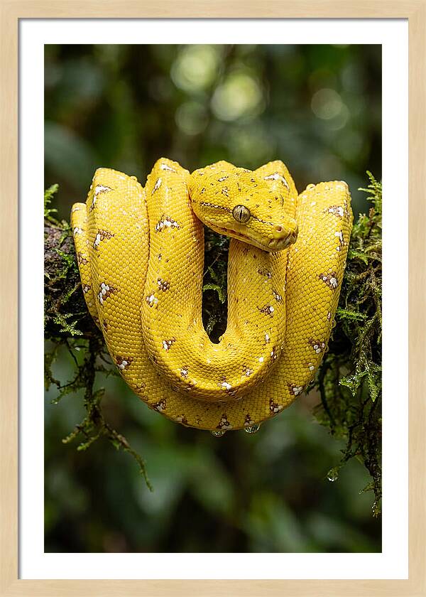 Juvenile Green Tree Python