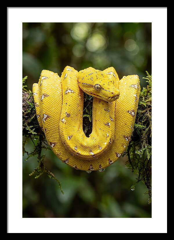 Juvenile Green Tree Python