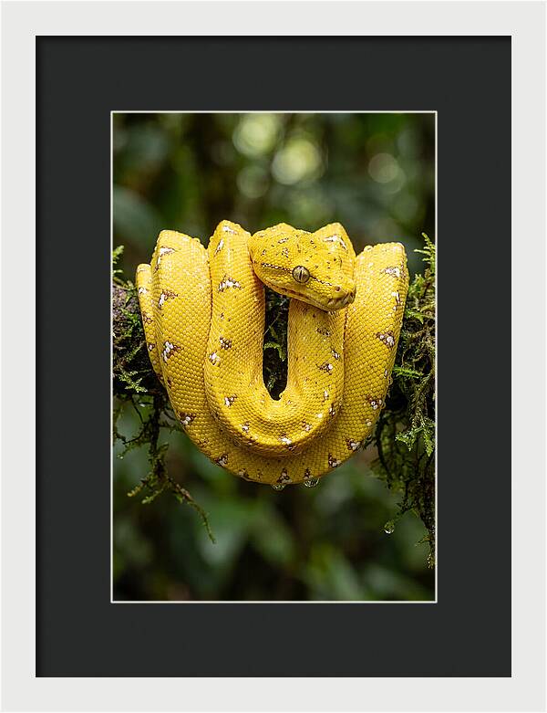 Juvenile Green Tree Python