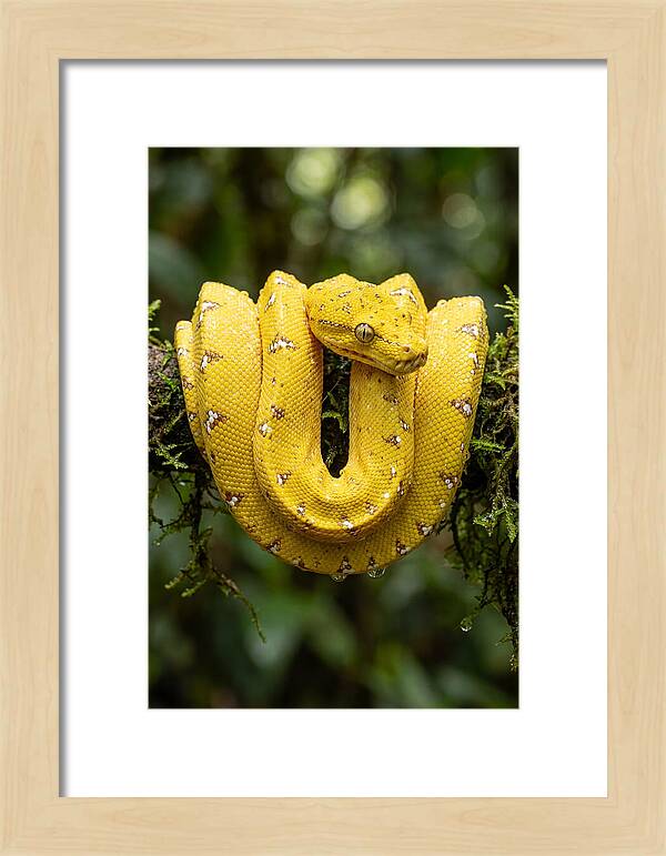 Juvenile Green Tree Python