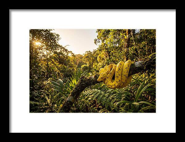Juvenile Green Tree Python In Nature