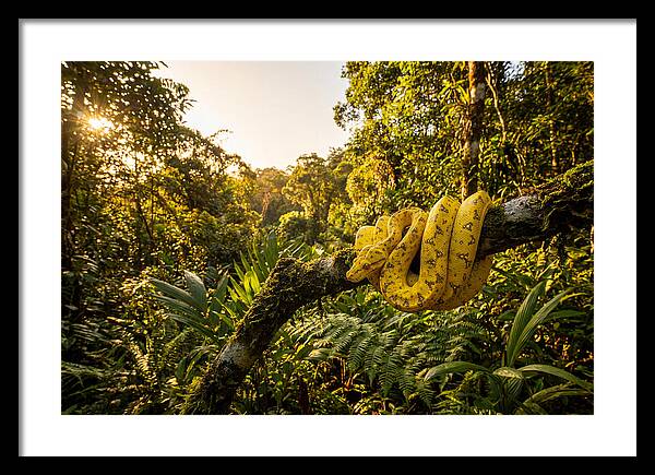 Juvenile Green Tree Python In Nature