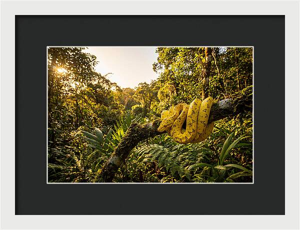 Juvenile Green Tree Python In Nature