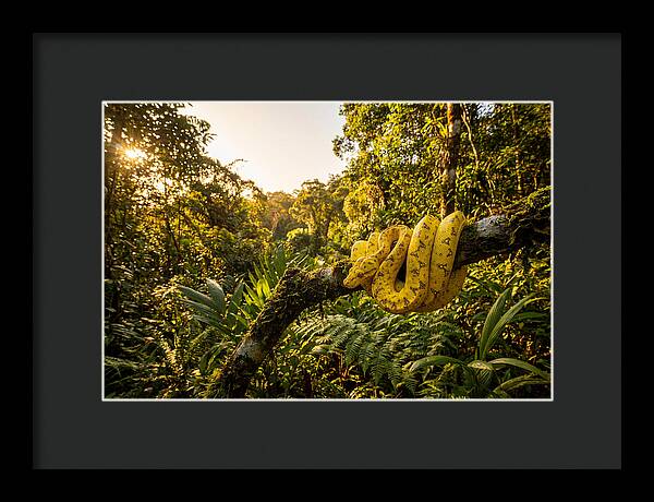 Juvenile Green Tree Python In Nature
