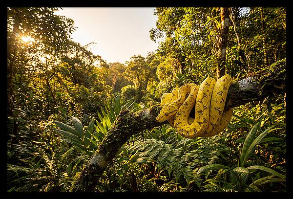 Juvenile Green Tree Python In Nature