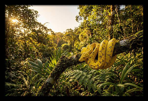 Juvenile Green Tree Python In Nature