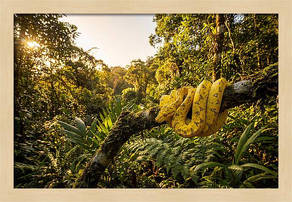 Juvenile Green Tree Python In Nature
