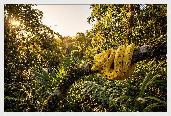 Juvenile Green Tree Python In Nature