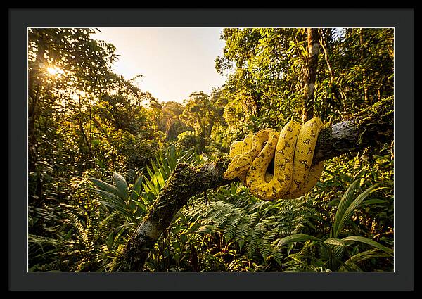 Juvenile Green Tree Python In Nature