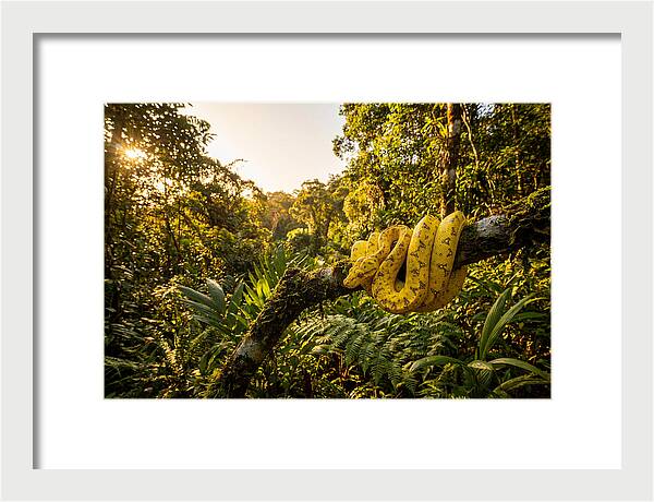 Juvenile Green Tree Python In Nature