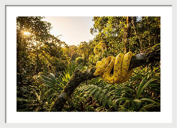 Juvenile Green Tree Python In Nature
