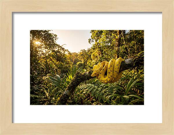 Juvenile Green Tree Python In Nature